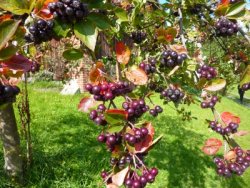 Die Aroniabeere: Ein kleiner Geheimtipp aus der Natur