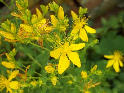 Heilkraft aus der Natur schöpfen