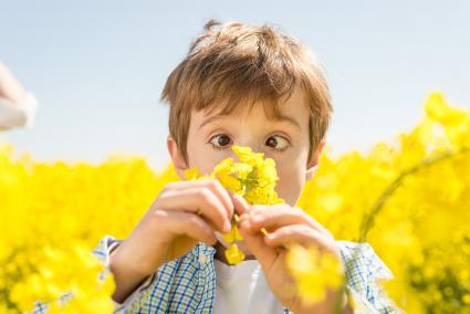 Rapsblüte 2016: Gelber Hingucker (FOTO)