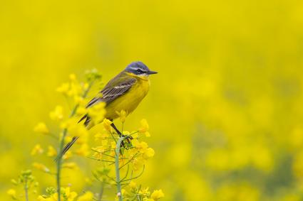 Rapsblüte 2016: Mehr als eine Ölpflanze (FOTO)