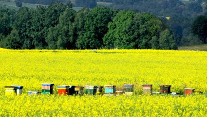 Rapsblüte 2016: Gelber Alleskönner (FOTO)