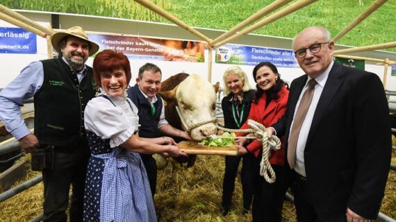 Happy Birthday Ex Machina! – CDU-Mann Volker Kauder gratuliert Fleckviehbullen (FOTO)