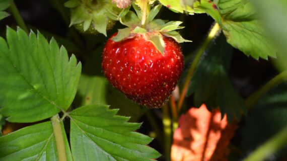 So kommen Erdbeeren gut durch den Winter