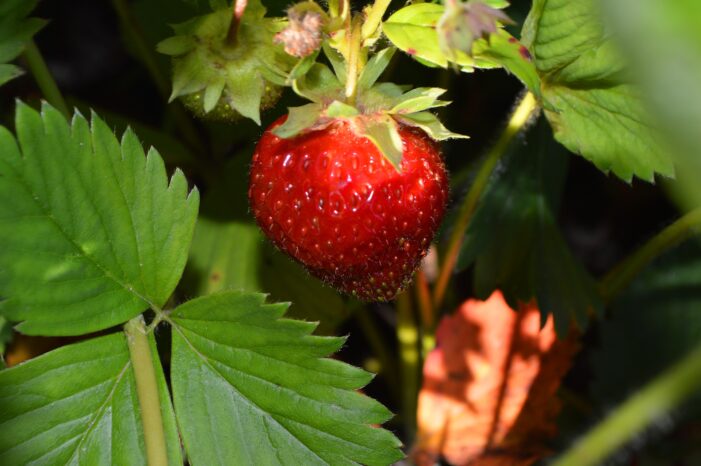 So kommen Erdbeeren gut durch den Winter