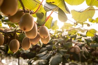 Neue Ernte aus Neuseeland: Zespri® SunGold Kiwis endlich wieder im Handel erhältlich!