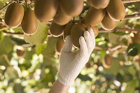 Zespri® auf der FRUIT LOGISTICA: Wachstumskurs setzt sich fort