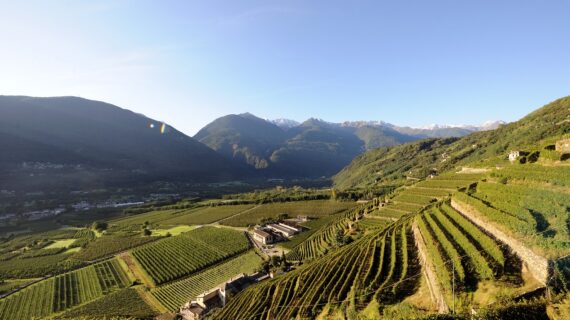 Weinlese in Valtellina