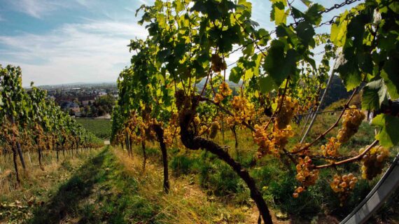 Pressemitteilung: Begehrt seit Jahrhunderten, perfektioniert von Riffel – Riesling vom Binger Scharlachberg