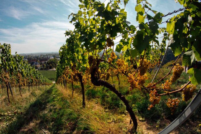 Pressemitteilung: Begehrt seit Jahrhunderten, perfektioniert von Riffel – Riesling vom Binger Scharlachberg
