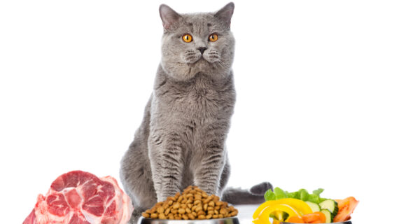 Sie haben eine wählerische Katze? Sie suchen eine Lösung?