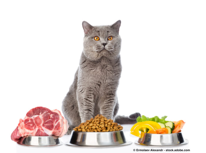 Sie haben eine wählerische Katze? Sie suchen eine Lösung?