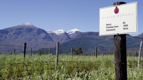 Pressemitteilung von Napier Vineyards: Mit gutem Gewissen genießen – Projektwein „14 Homes“