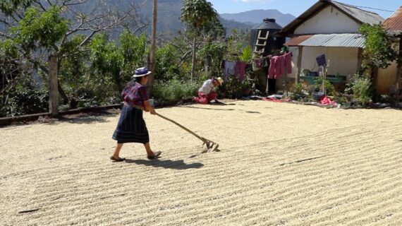 „Ein Duft von Freiheit“: 3sat zeigt Dokumentationüber eine Kaffeegenossenschaft in Guatemala (FOTO)