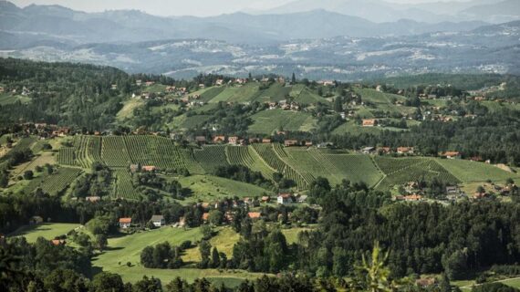 Steirische Riedenweine im Vergleich