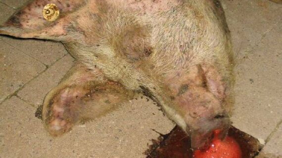 Letztes Aufbäumen der Antiveganer