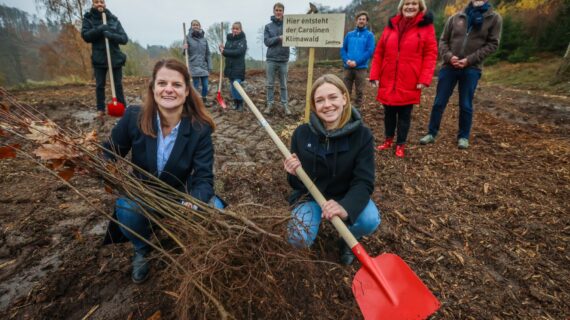 Carolinen pflanzt 5.000 Bäume zur Wiederbewaldung im Teutoburger Wald