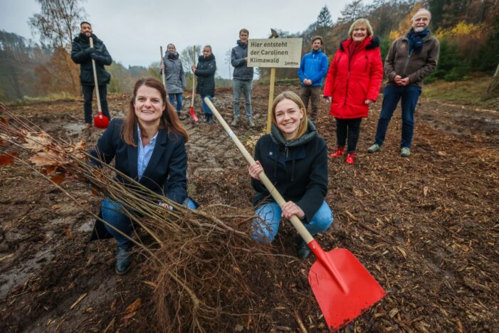 Carolinen pflanzt 5.000 Bäume zur Wiederbewaldung im Teutoburger Wald Carolinen pflanzt 5.000 Bäume zur Wiederbewaldung im Teutoburger Wald