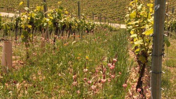 10 Jahre biodynamisches Weingut: Riffel würde es wieder tun