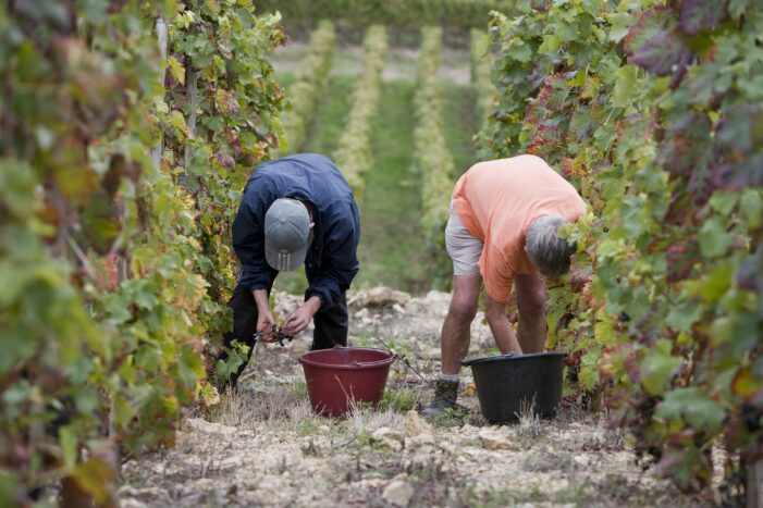 Weine der Zukunft: Côtes du Rhône im Angesicht des Klimawandels –  und eine hervorragende Lese 2022