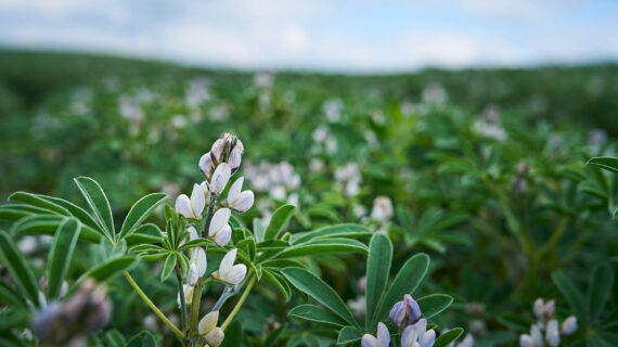 Süßlupine