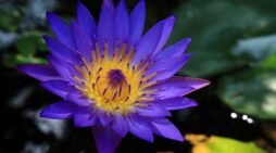 Was sollte man beachten, wenn man Lotusblumen kaufen möchte?