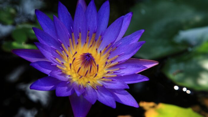 Was sollte man beachten, wenn man Lotusblumen kaufen möchte?
