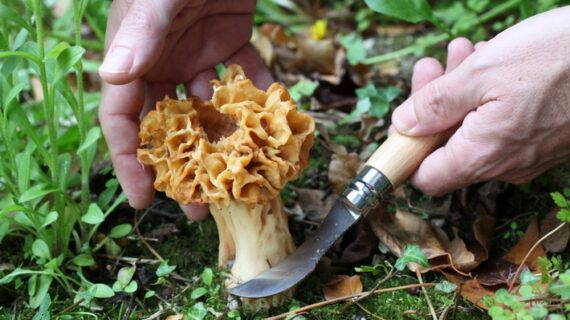 Erfolgreich durch die Pilzsaison: Diese Details machen beim Messer den Unterschied