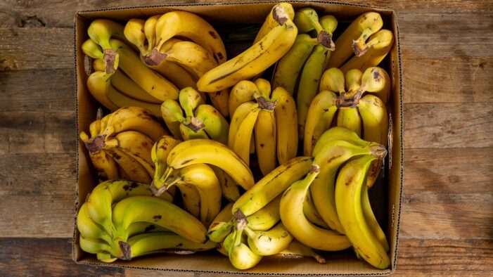 Neue ZDF-Reportage: „Bananen – Genuss mit Beigeschmack“