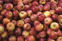 Piemonte auf der Fruit Logistica in Berlin