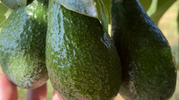 Neu bei gebana: Bio-Avocados aus Griechenland