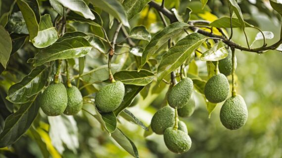 WAO präsentiert exklusive Verbraucher-Insights für den deutschen Markt WAO präsentiert exklusive Verbraucher-Insights für den deutschen Markt