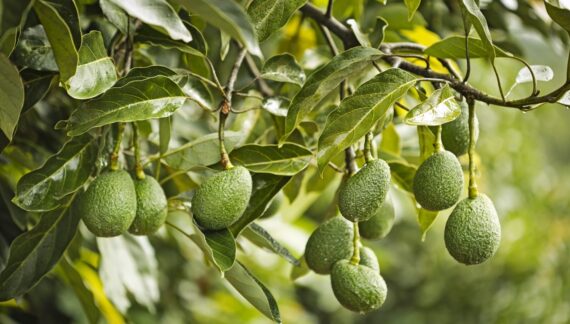 WAO präsentiert exklusive Verbraucher-Insights für den deutschen Markt